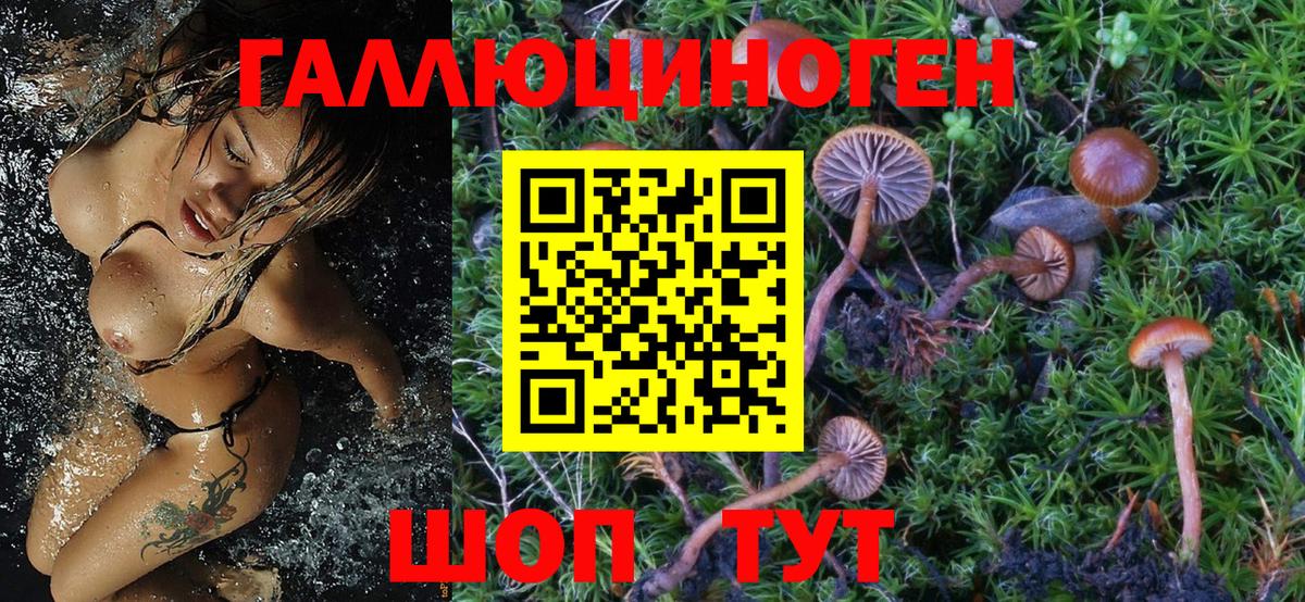 Гудермес  Галлюциногенные грибы Psilocybe  Галлюциногенные грибы Magic Shrooms  купить наркотик  Вход с VPN 